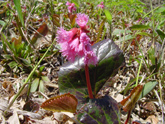 ６月～８月の高山植物（ヤマイワカガミ）