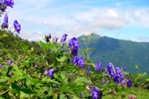 ７月～８月の高山植物（トリカブト）