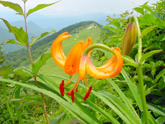 ７月～８月の高山植物（クルマユリ）