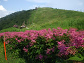 ７月～８月の高山植物（シモツケソウ）