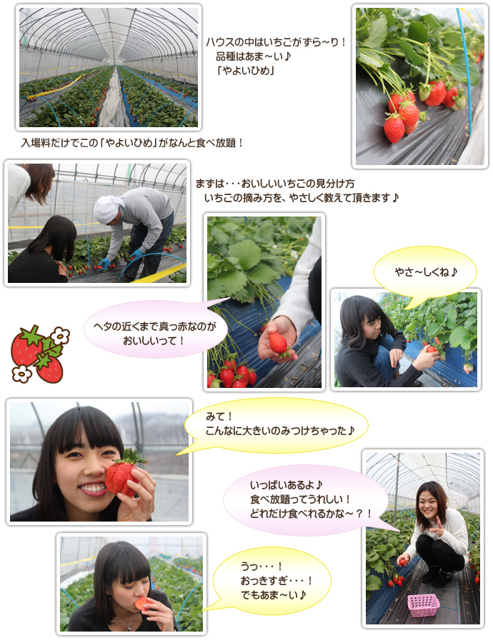 いちご狩り体験レポート