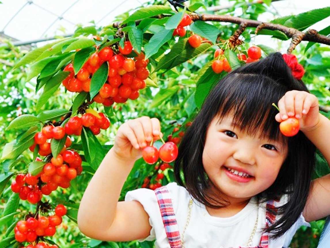 Fruit Picking