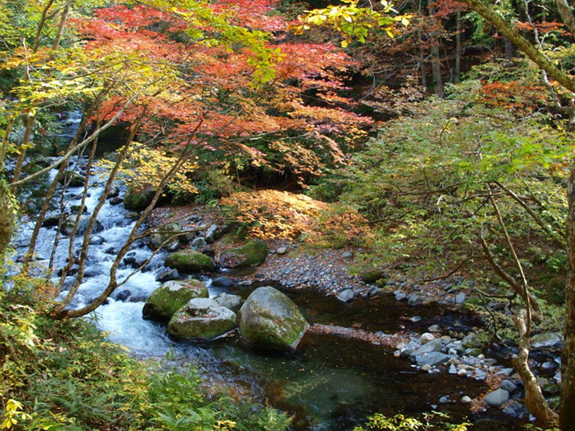 照葉峽