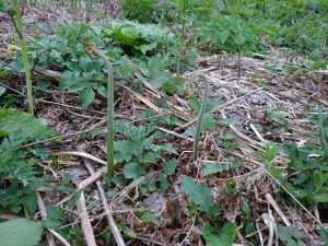 IMG_20160510_141328