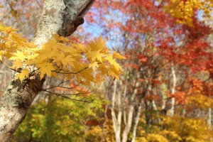img_1729