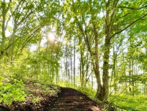 木漏れ日の散策路